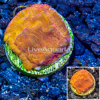 LiveAquaria® Cultured Leptoseris Coral (click for more detail)