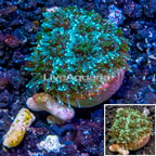 LiveAquaria® Cultured Galaxea Coral (click for more detail)