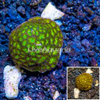 LiveAquaria® Cultured Leptastrea Coral (click for more detail)