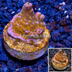 LiveAquaria® Cultured Montipora Coral (click for more detail)