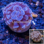 LiveAquaria® Cultured Hammer Coral (click for more detail)