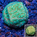 LiveAquaria® Neon Green Leptoseris Coral (click for more detail)