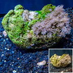 Xenia Coral Vietnam (click for more detail)