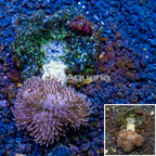 Toadstool Leather Coral Indonesia (click for more detail)