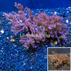 Pineapple Tree Coral Indonesia (click for more detail)