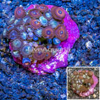 Zoanthus Coral Indonesia (click for more detail)