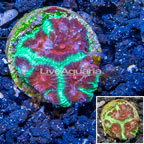 LiveAquaria® Cultured Favia Coral (click for more detail)