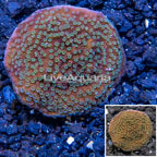 LiveAquaria® Cultured Montipora Coral (click for more detail)