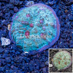 LiveAquaria® Cultured Ultra Chalice Coral (click for more detail)