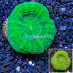 Scolymia Coral Australia (click for more detail)