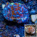 LiveAquaria® Cultured Acan Lord Coral (click for more detail)