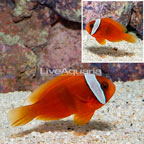 Tomato Clownfish (click for more detail)