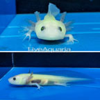 Leucistic Axolotl, GFP (click for more detail)