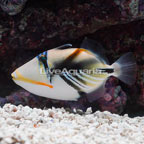 Humu Picasso Triggerfish  (click for more detail)