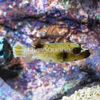 Dogface Puffer  (click for more detail)