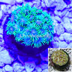 Indonesia Cultured Goniopora Coral (click for more detail)