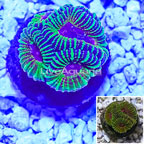 Indonesia Cultured Favia Coral (click for more detail)