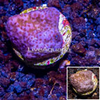 LiveAquaria® Cultured Montipora Coral (click for more detail)