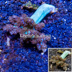 Pineapple Tree Coral Indonesia (click for more detail)