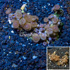 Zoanthus Coral Vietnam (click for more detail)