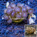 Zoanthus Coral Indonesia (click for more detail)