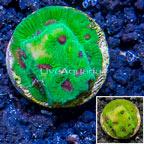 LiveAquaria® Cultured Favia Brain Coral (click for more detail)