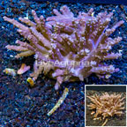 Tree Coral Indonesia (click for more detail)