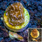 LiveAquaria® Cultured Montipora Coral (click for more detail)