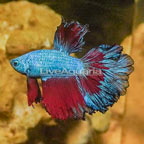 Rosetail Betta (click for more detail)