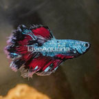 Rosetail Betta (click for more detail)