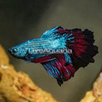 Rosepetal Betta (click for more detail)