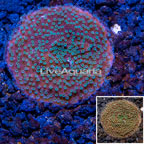 LiveAquaria® Cultured Montipora Coral (click for more detail)