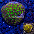 LiveAquaria® Cultured Orange & Green Leptastrea (click for more detail)