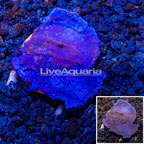 LiveAquaria® Cultured Blue Sponge (click for more detail)