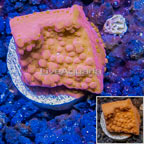 LiveAquaria® Cultured Montipora Coral (click for more detail)