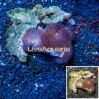 Hairy Mushroom Rock Africa (click for more detail)