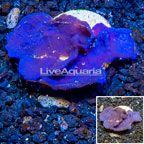 LiveAquaria® Cultured Blue Sponge (click for more detail)