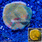 LiveAquaria® Cultured Montipora Coral (click for more detail)