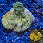 LiveAquaria® Cultured Montipora Coral (click for more detail)