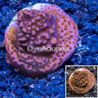 LiveAquaria® Cultured Montipora Coral (click for more detail)