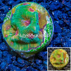 LiveAquaria® Cultured Favia Coral (click for more detail)