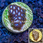 LiveAquaria® Cultured Leptastrea Coral (click for more detail)