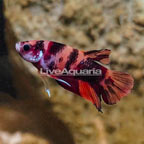 Koi Halfmoon Placket Betta, Male  (click for more detail)