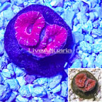 Acan Lord Coral Indonesia (click for more detail)