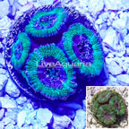 Acan Lord Coral Indonesia (click for more detail)