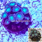 Zoanthus Coral Indonesia (click for more detail)