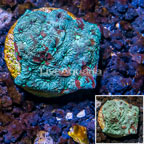 LiveAquaria® Cultured War Coral (click for more detail)