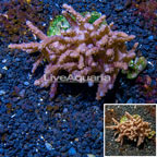 Tree Coral Indonesia (click for more detail)