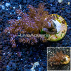 LiveAquaria® Cultured Pineapple Tree Coral (click for more detail)