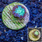 LiveAquaria® Cultured Blastomussa Coral (click for more detail)